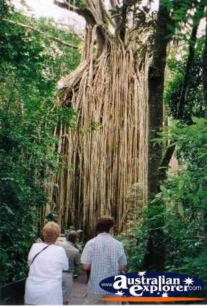 Curtain Fig Tree . . . VIEW ALL CURTAIN FIG TREE PHOTOGRAPHS