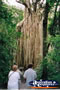 Curtain Fig Tree . . . CLICK TO ENLARGE