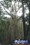 Curtain Fig Tree From Distance . . . CLICK TO ENLARGE