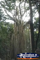 Curtain Fig Tree From Distance . . . CLICK TO ENLARGE