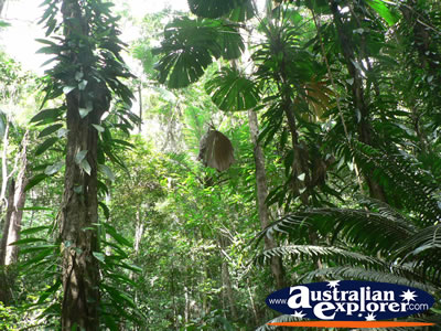 Rainforest in Daintree . . . CLICK TO VIEW ALL DAINTREE RAINFOREST POSTCARDS