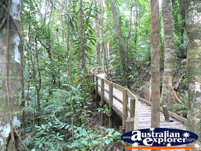 Boardwalk within Daintree Rainforest . . . CLICK TO VIEW ALL DAINTREE RAINFOREST POSTCARDS