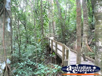 Boardwalk within Daintree Rainforest . . . CLICK TO ENLARGE
