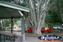 Eumundi Park . . . CLICK TO ENLARGE