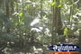 Eungella National Park Sky Window Trail Tree Trunk . . . CLICK TO ENLARGE