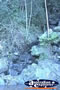 Eungella National Park Sky Window Trail Scenery . . . CLICK TO ENLARGE