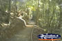 Eungella National Park Sky Window Trail . . . CLICK TO ENLARGE