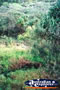 Fraser Island Eli Creek Scenery