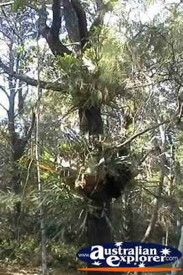Fraser Island Lake Tree Along Wabby Walking Trail . . . CLICK TO VIEW ALL FRASER ISLAND (LAKE WABBY) POSTCARDS