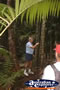 Tall Trees In Fraser Island Rainforest . . . CLICK TO ENLARGE