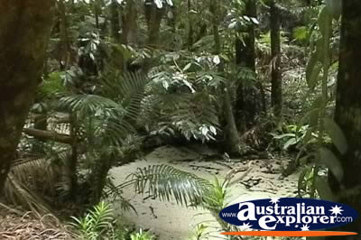Fraser Island Wengilga Creek . . . CLICK TO VIEW ALL FRASER ISLAND (75 MILE BEACH) POSTCARDS