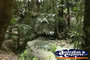 Fraser Island Wengilga Creek . . . CLICK TO ENLARGE