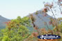 Glasshouse Mountain Trees . . . CLICK TO ENLARGE
