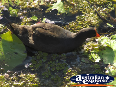 Moorhen in the Murky Waters . . . VIEW ALL GOLD COAST BOTANIC GARDENS PHOTOGRAPHS