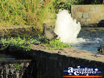 Sunshine, Animals and a Water Fountain . . . CLICK TO VIEW ALL GOLD COAST BOTANIC GARDENS POSTCARDS