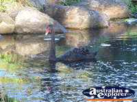 Black Swan in the Gold Coast Botanic Gardens . . . CLICK TO ENLARGE