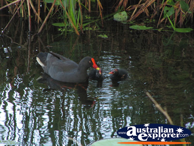 Mum and Baby Moorhens Swimming in the Water . . . VIEW ALL GOLD COAST BOTANIC GARDENS PHOTOGRAPHS