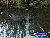 Mum and Baby Moorhens Swimming in the Water . . . CLICK TO ENLARGE