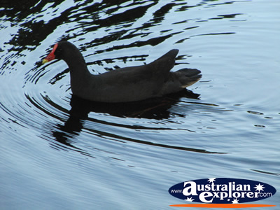  Birdlife Swimming in the Water . . . VIEW ALL GOLD COAST BOTANIC GARDENS PHOTOGRAPHS
