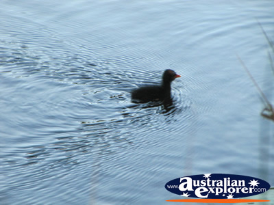 Moorhen Swimming Away at the Gold Coast Botanic Gardens  . . . VIEW ALL GOLD COAST BOTANIC GARDENS PHOTOGRAPHS