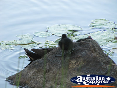 Moorhens Playing on the Rocks  . . . CLICK TO VIEW ALL GOLD COAST BOTANIC GARDENS POSTCARDS