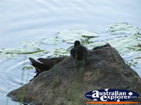 Moorhens Playing on the Rocks  . . . CLICK TO ENLARGE