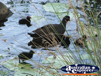 Moorhens in the Water  . . . CLICK TO ENLARGE