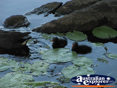 Baby Moorhens in the Water . . . VIEW ALL GOLD COAST BOTANIC GARDENS PHOTOGRAPHS