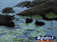Baby Moorhens in the Water . . . CLICK TO ENLARGE