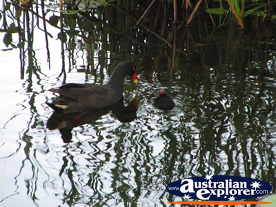 Moorhens Playing in the Water . . . VIEW ALL GOLD COAST BOTANIC GARDENS PHOTOGRAPHS