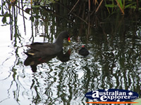 Moorhens Playing in the Water . . . CLICK TO ENLARGE