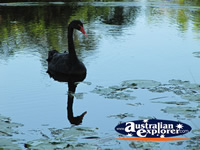 Black Swan on the Water . . . CLICK TO ENLARGE