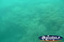 Coral in the Great Barrier Reef . . . CLICK TO ENLARGE
