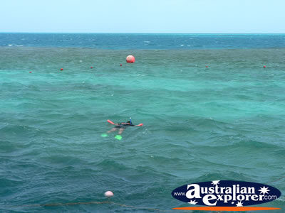 Snorkelling on the Great Barrier Reef . . . CLICK TO VIEW ALL GREAT BARRIER REEF POSTCARDS