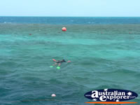 Snorkelling on the Great Barrier Reef . . . CLICK TO ENLARGE