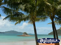 Palm Trees on the Beach at Hamilton Island . . . CLICK TO ENLARGE