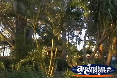 Hervey Bay Beach Trees . . . CLICK TO VIEW ALL HERVEY BAY POSTCARDS
