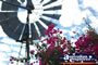 Flowers and Windmill . . . CLICK TO ENLARGE