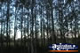Ingham Farmland Trees