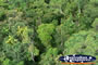 Kuranda Forest