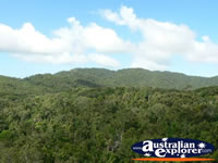 View over Kuranda Forest . . . CLICK TO ENLARGE
