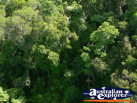 View above Kuranda Forest . . . CLICK TO ENLARGE