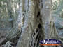 Black Booyong Tree . . . CLICK TO ENLARGE