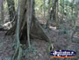 Black Booyong Tree Roots . . . CLICK TO ENLARGE