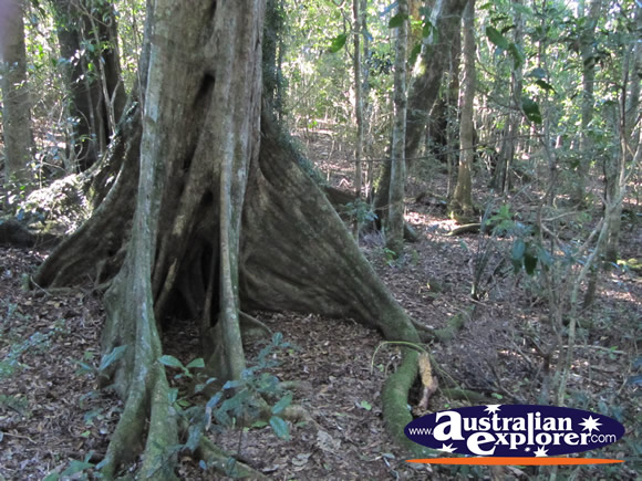 Black Booyong Tree Roots . . . CLICK TO VIEW ALL LAMINGTON NATIONAL PARK POSTCARDS