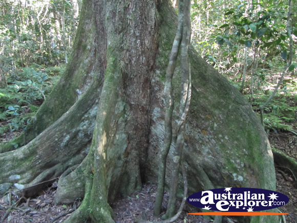 Black Booyong Rainforest Tree . . . CLICK TO VIEW ALL LAMINGTON NATIONAL PARK POSTCARDS