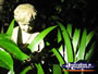 Botanic Gardens Plants and Statue . . . CLICK TO ENLARGE