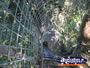 Tree Top Platform Ladder . . . CLICK TO ENLARGE