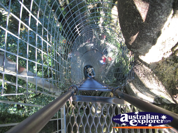View from Tree Top Platform . . . VIEW ALL LAMINGTON NATIONAL PARK PHOTOGRAPHS
