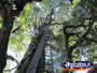 Tree Top Platform View from Ground . . . CLICK TO ENLARGE